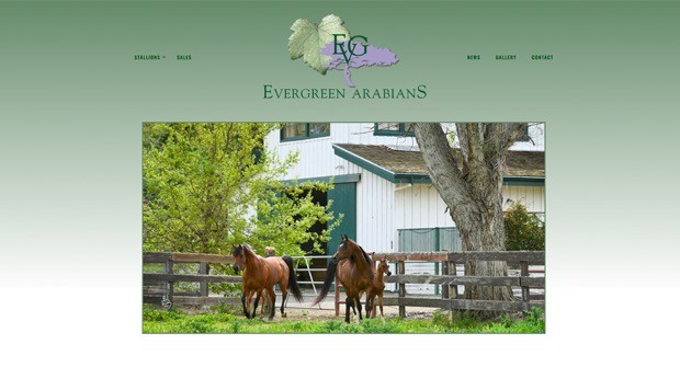 evergreen arabians